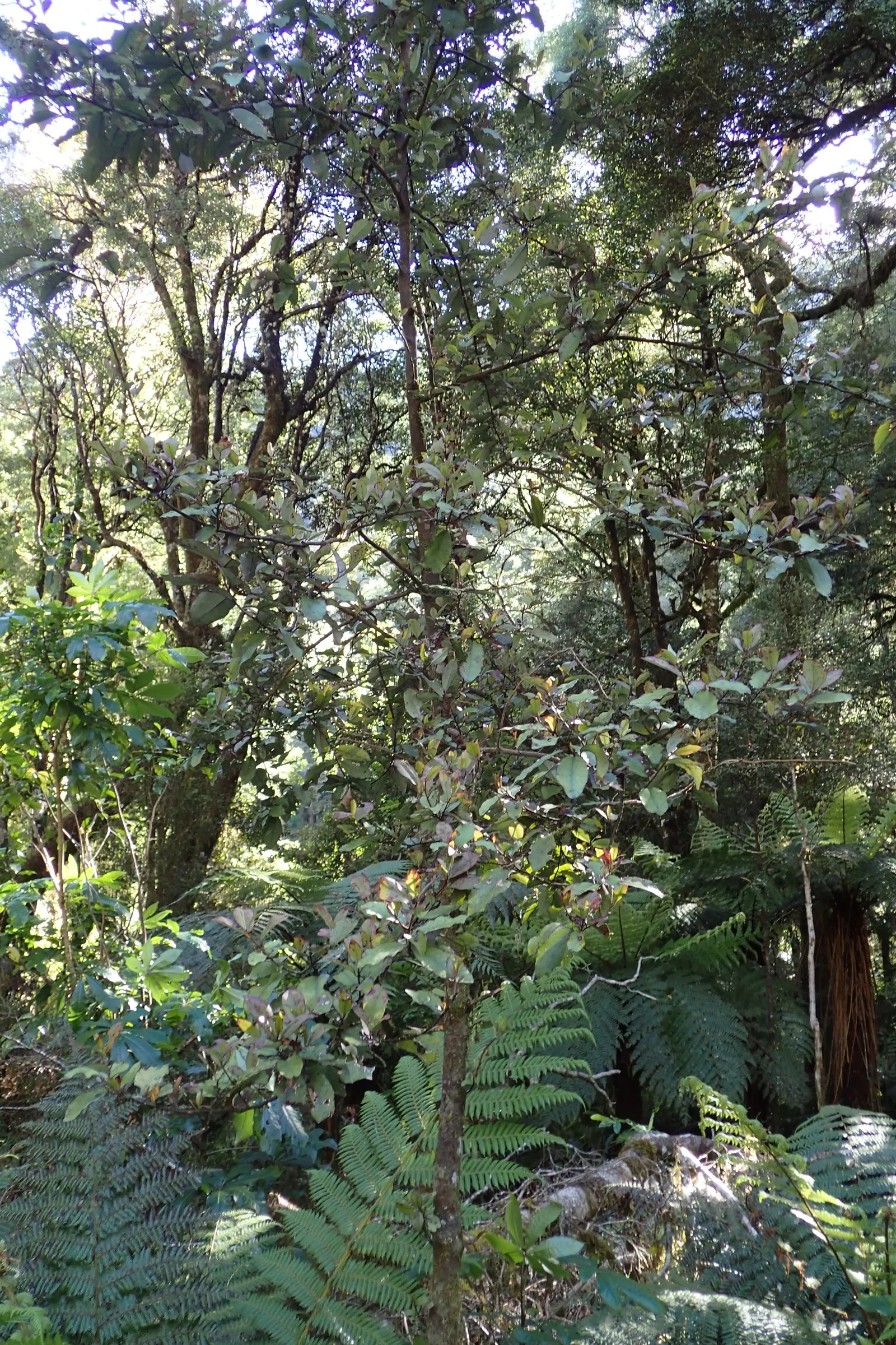 Mountain Pepper (Drimys Lanceolata) — The shrub boasts leathery