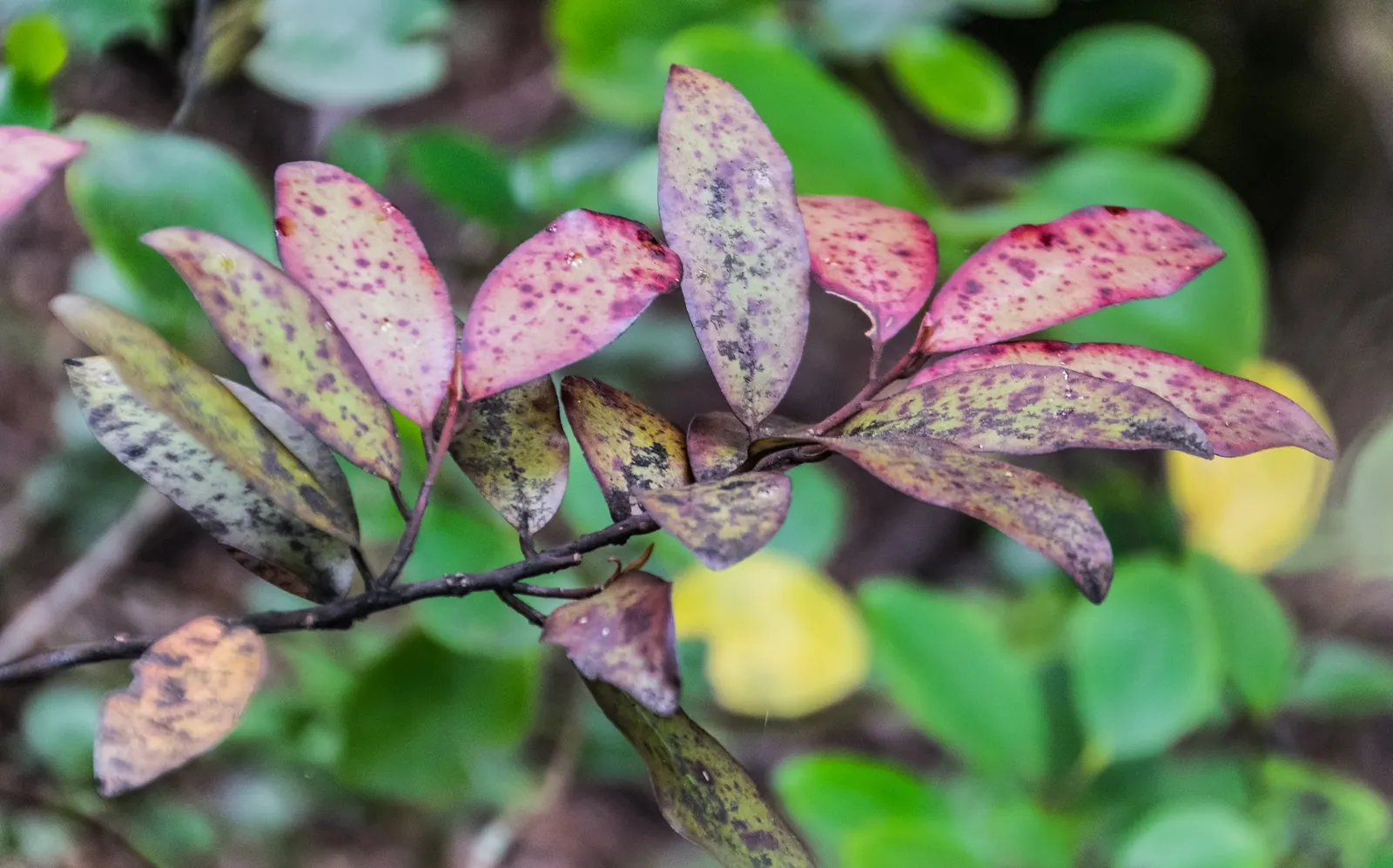 Mountain Pepper (Drimys Lanceolata) — with a spread of 4 to 6 feet
