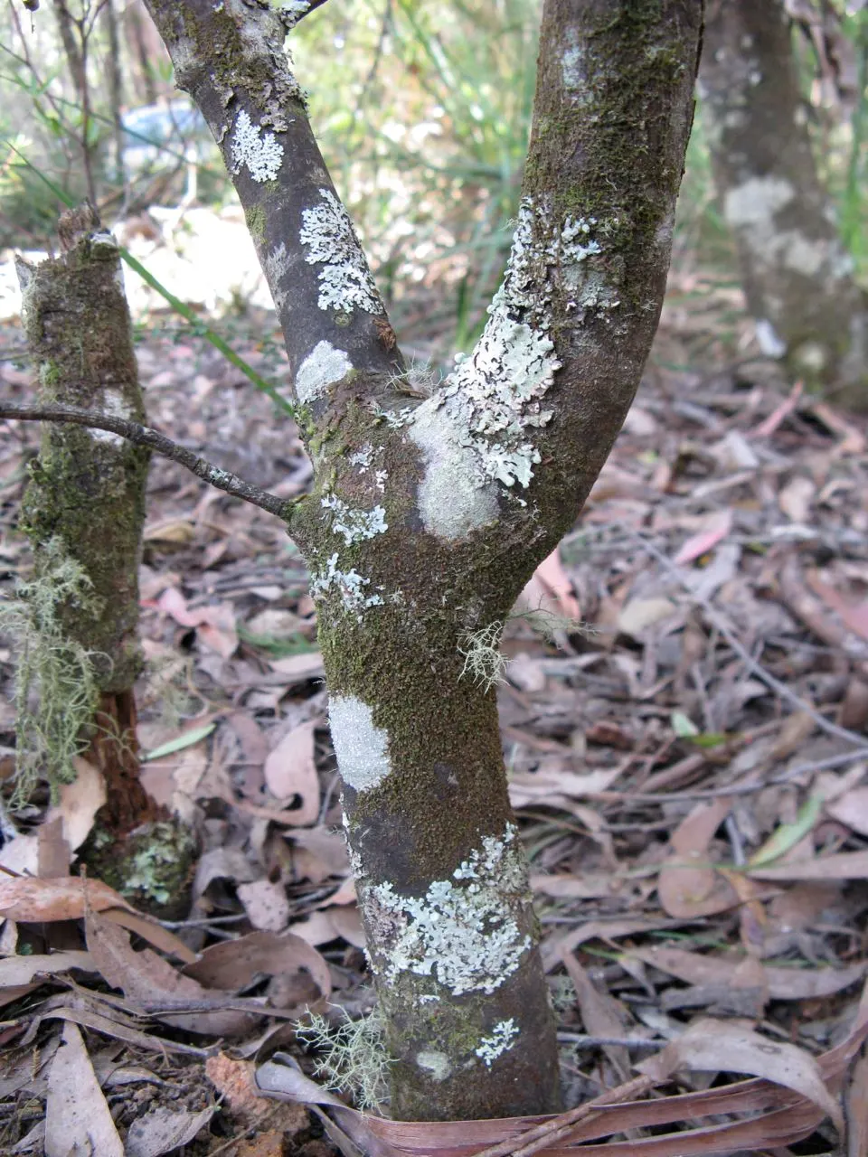 Mountain Pepper (Drimys Lanceolata) — the peppery bark and berries are sometimes used as a seasoning