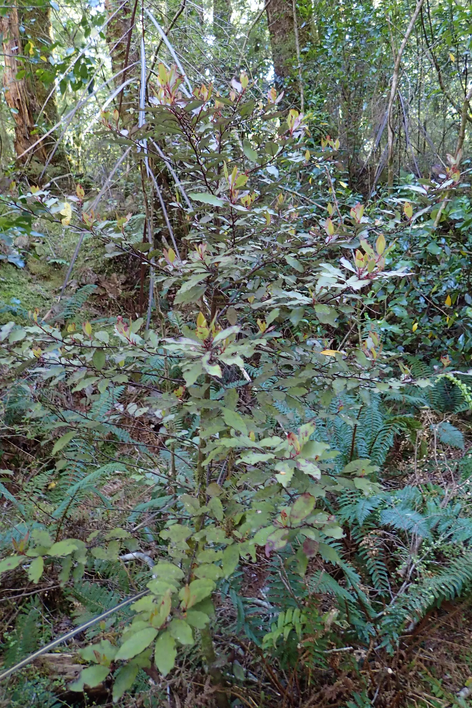 Mountain Pepper (Drimys Lanceolata) — especially for younger plants; mature specimens; consider incorporating Drimys lanceolata into your design for a