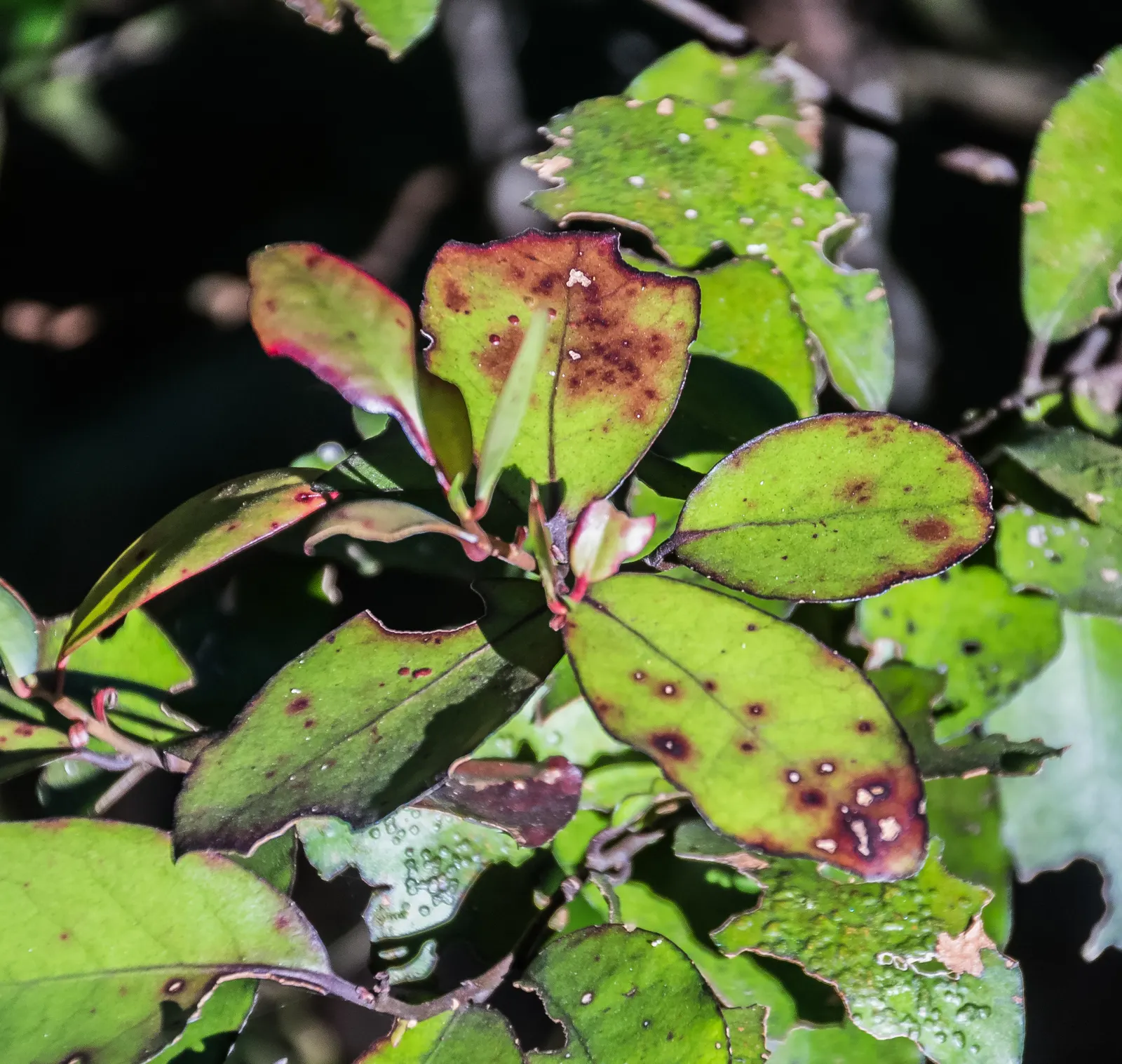 Mountain Pepper (Drimys Lanceolata) — Mountain Pepper (Drimys lanceolata) is an evergreen shrub