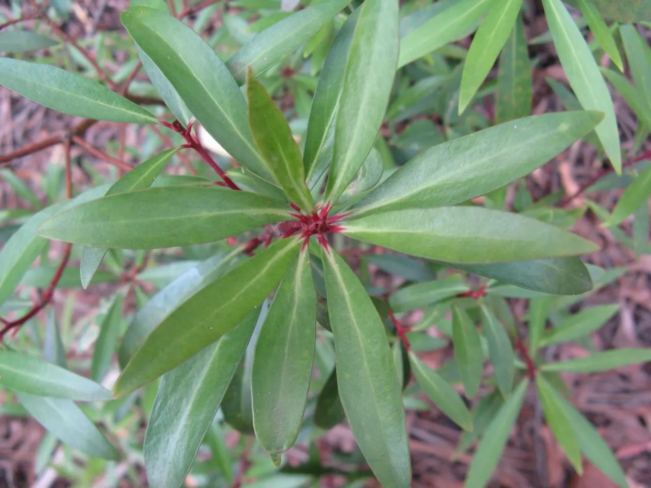 Mountain Pepper (Drimys Lanceolata) — followed by peppery red-black berries; consider incorporating Drimys lanceolata into your design for a multifaceted and