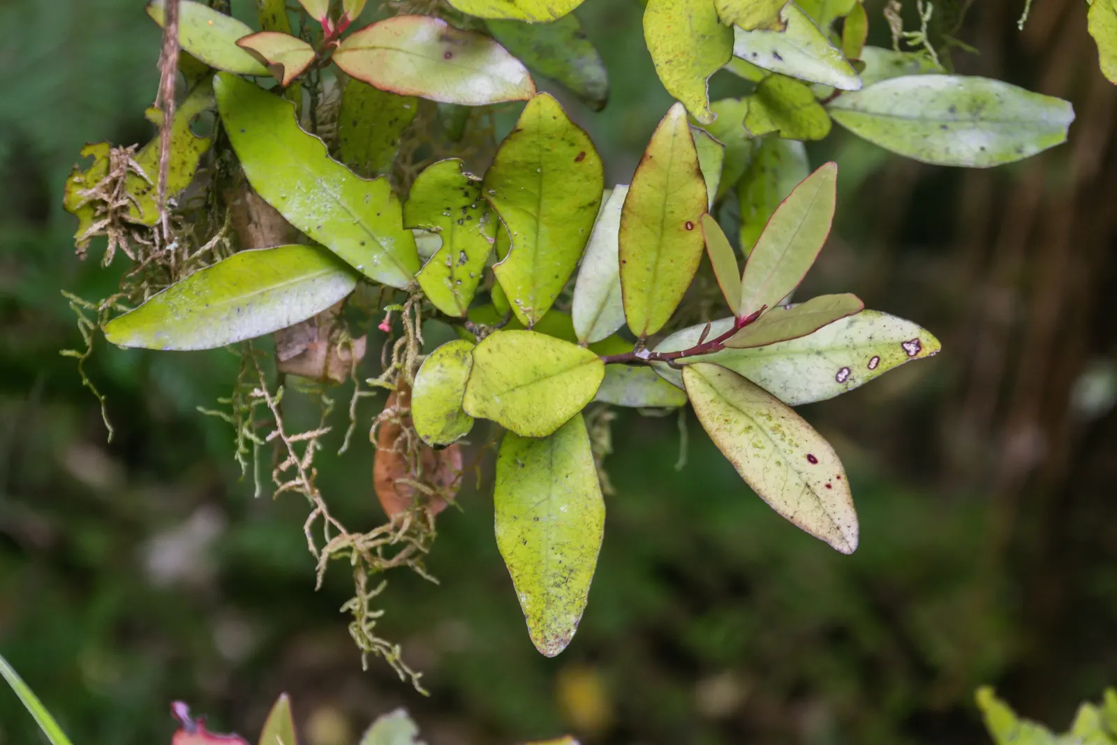 Mountain Pepper (Drimys Lanceolata) — An eye-catching addition to any garden