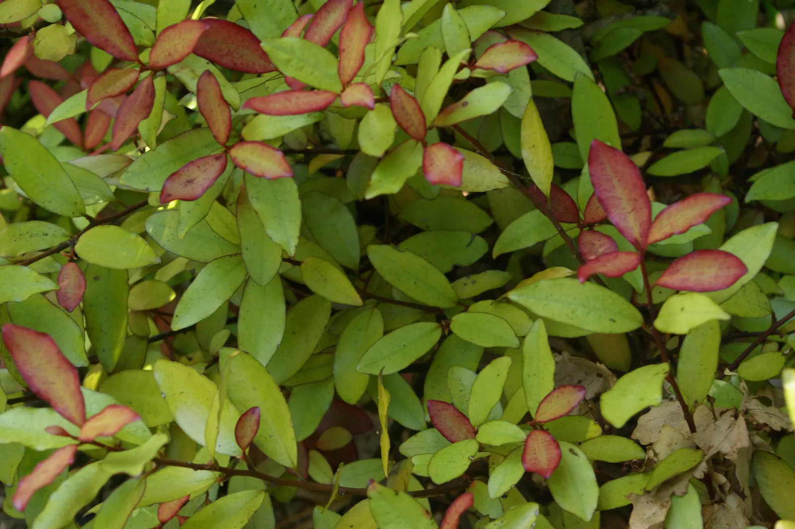 Mountain Pepper (Drimys Lanceolata) — it typically grows to an impressive 8 to 10 feet in height