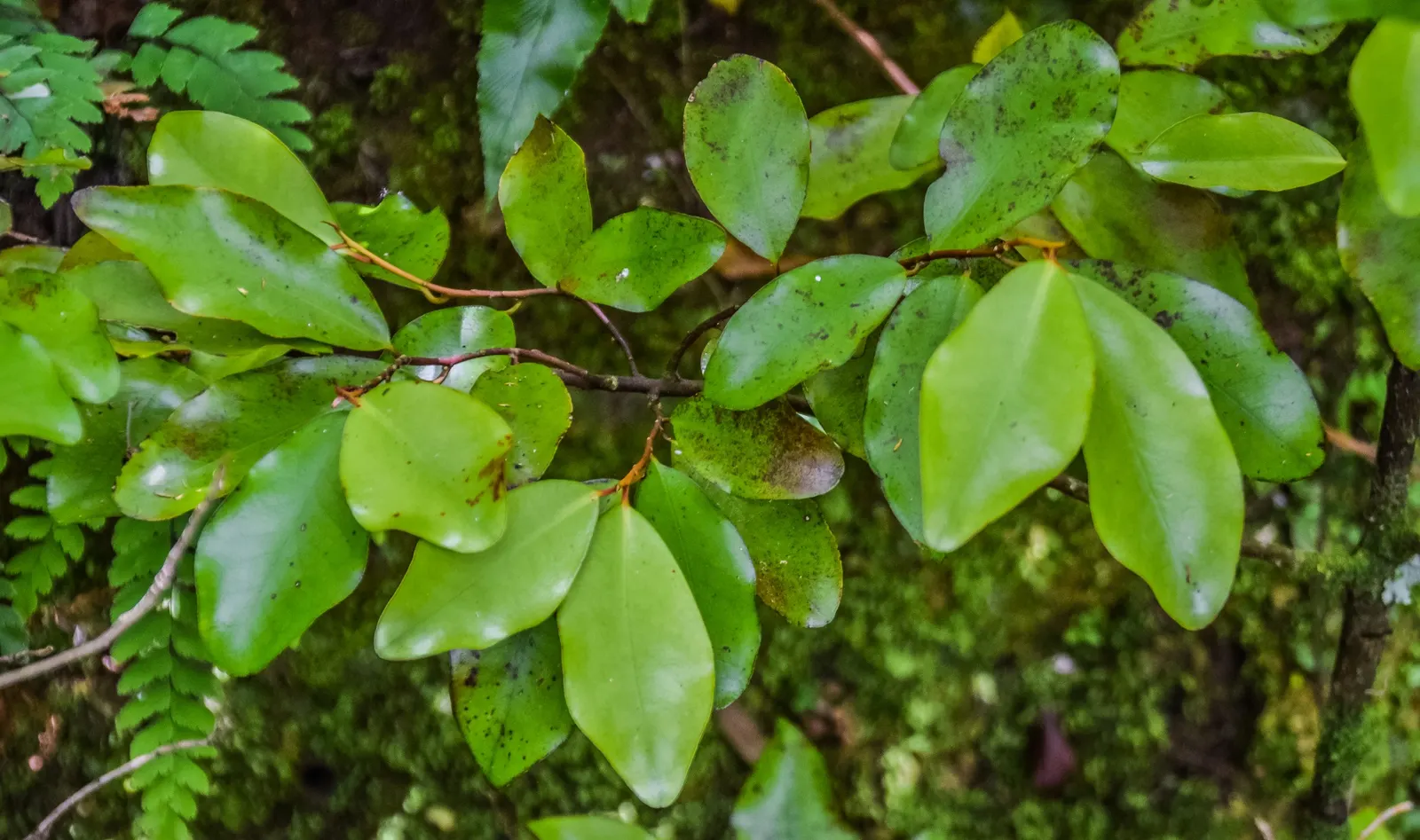 Mountain Pepper (Drimys Lanceolata) — Prefers moist, well-drained soil and partial to full shade