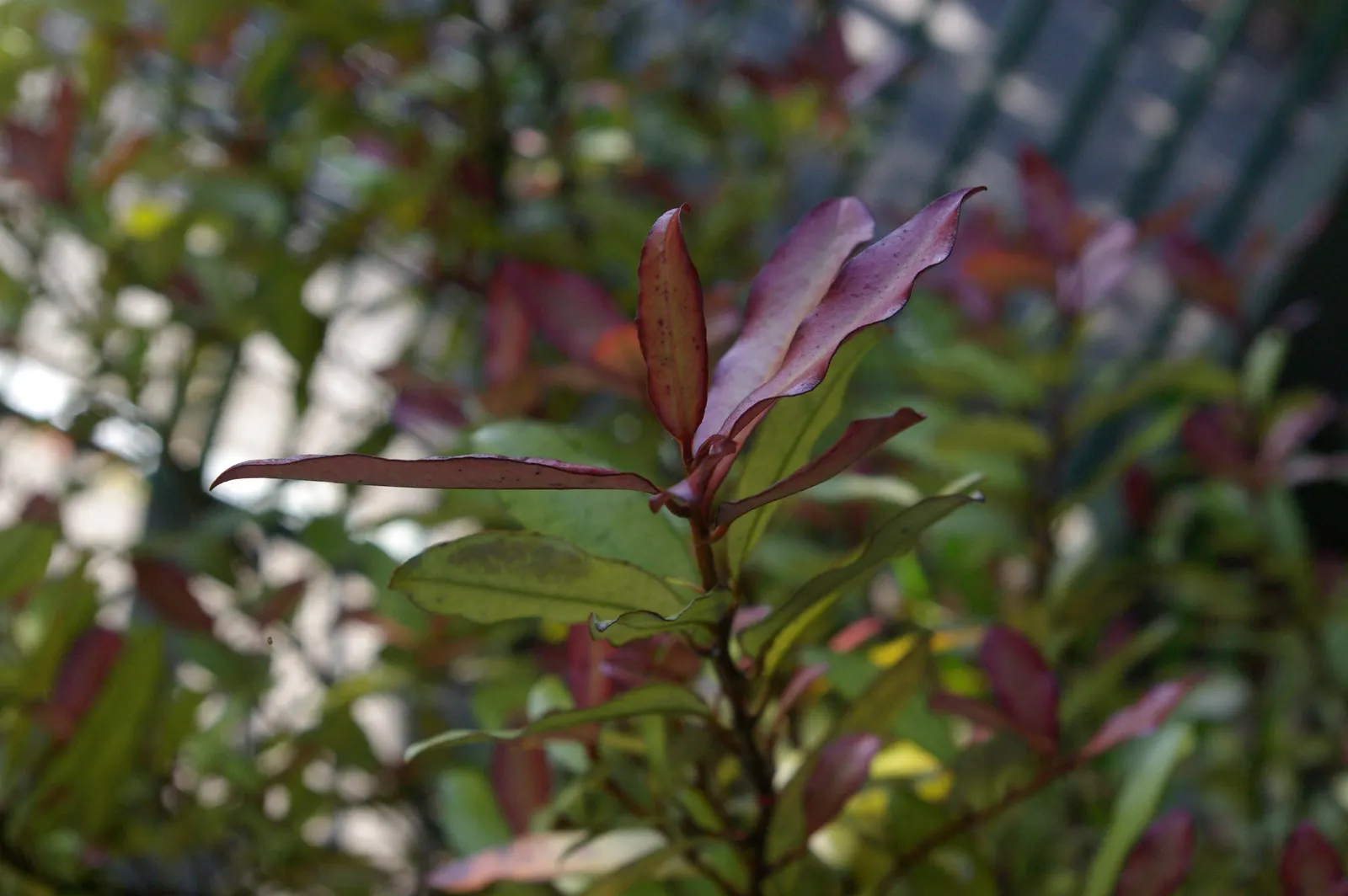 Mountain Pepper (Drimys Lanceolata) — is a versatile and hardy evergreen shrub renowned for its ornamental and culinary attributes; consider incorporating