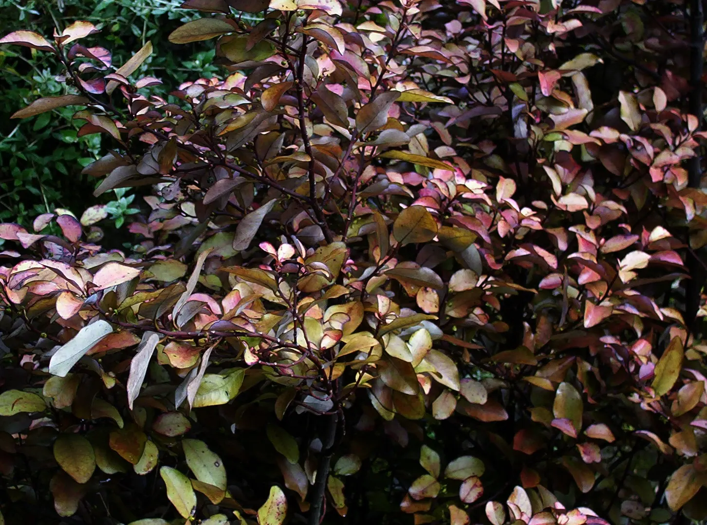 Mountain Pepper (Drimys Lanceolata) — tree with white blooms