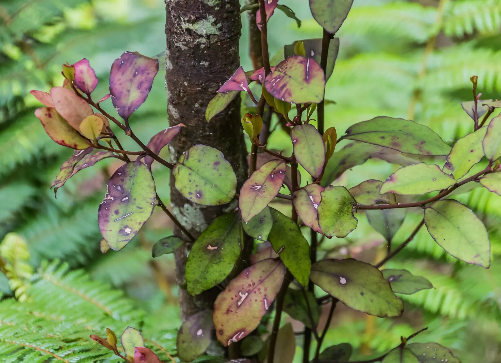 Mountain Pepper (Drimys Lanceolata) — tree for full or half
