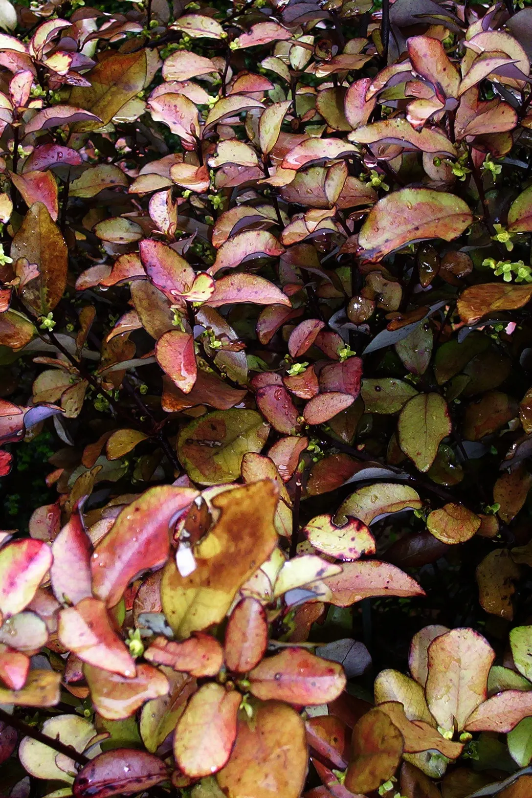 Mountain Pepper (Drimys Lanceolata) — The shrub boasts leathery; consider incorporating Drimys lanceolata into your design for a multifaceted and resilient