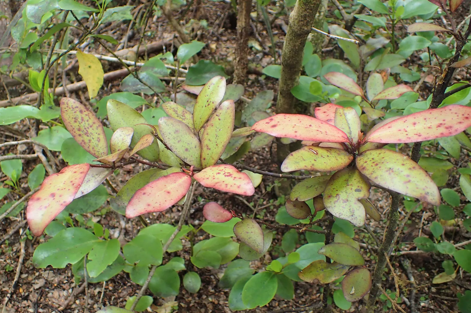 Mountain Pepper (Drimys Lanceolata) — reaching heights of 10-20 ft with a spread of 5-10 ft