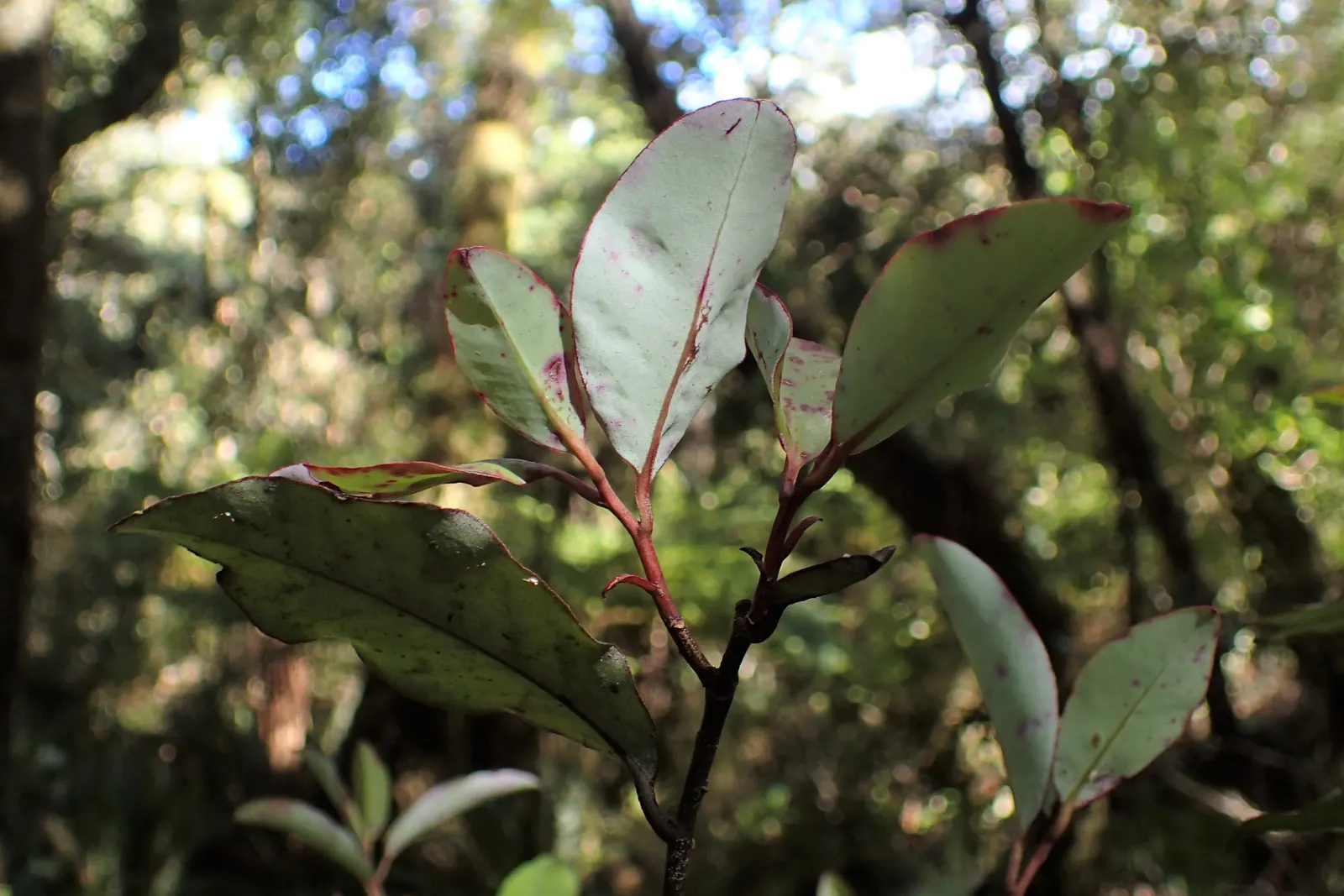 Mountain Pepper (Drimys Lanceolata) — Drimys lanceolata prefers well-drained; consider incorporating Drimys lanceolata into your design for a multifaceted and