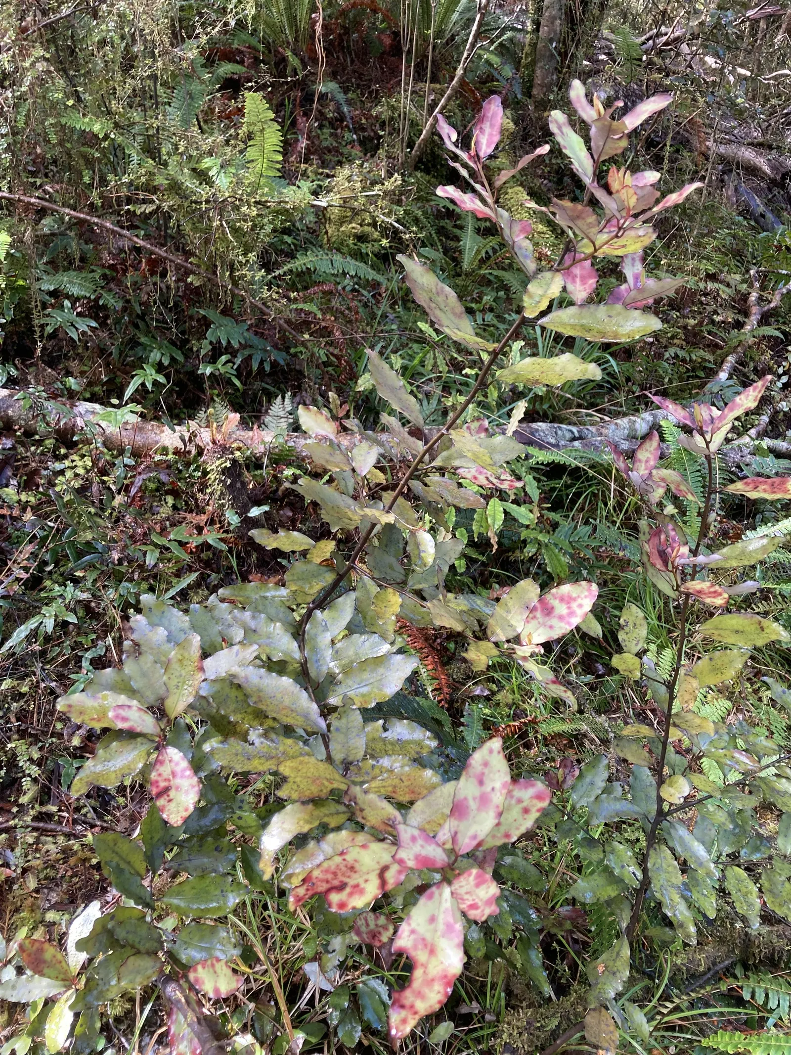 Mountain Pepper (Drimys Lanceolata) — it typically grows to an impressive 8 to 10 feet in height; with a spread of 4 to 6 feet