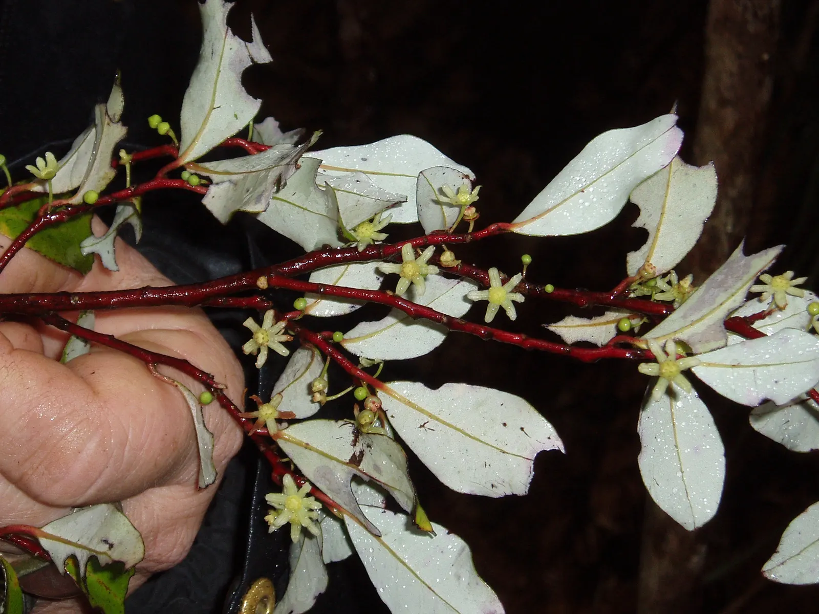 Mountain Pepper (Drimys Lanceolata) — Prefers moist, well-drained soil and partial to full shade; followed by peppery red-black berries