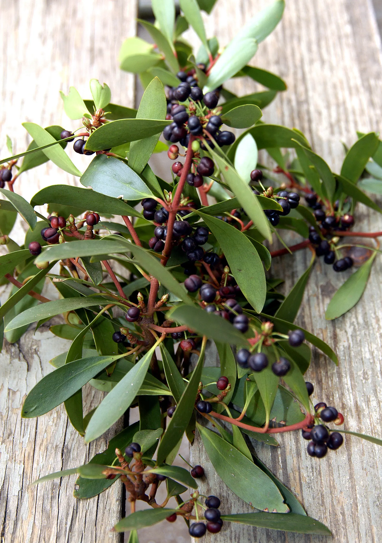 Mountain Pepper (Drimys Lanceolata) — Regular watering is vital during dry spells; despite its common name, it is fairly frost-resistant, tolerating