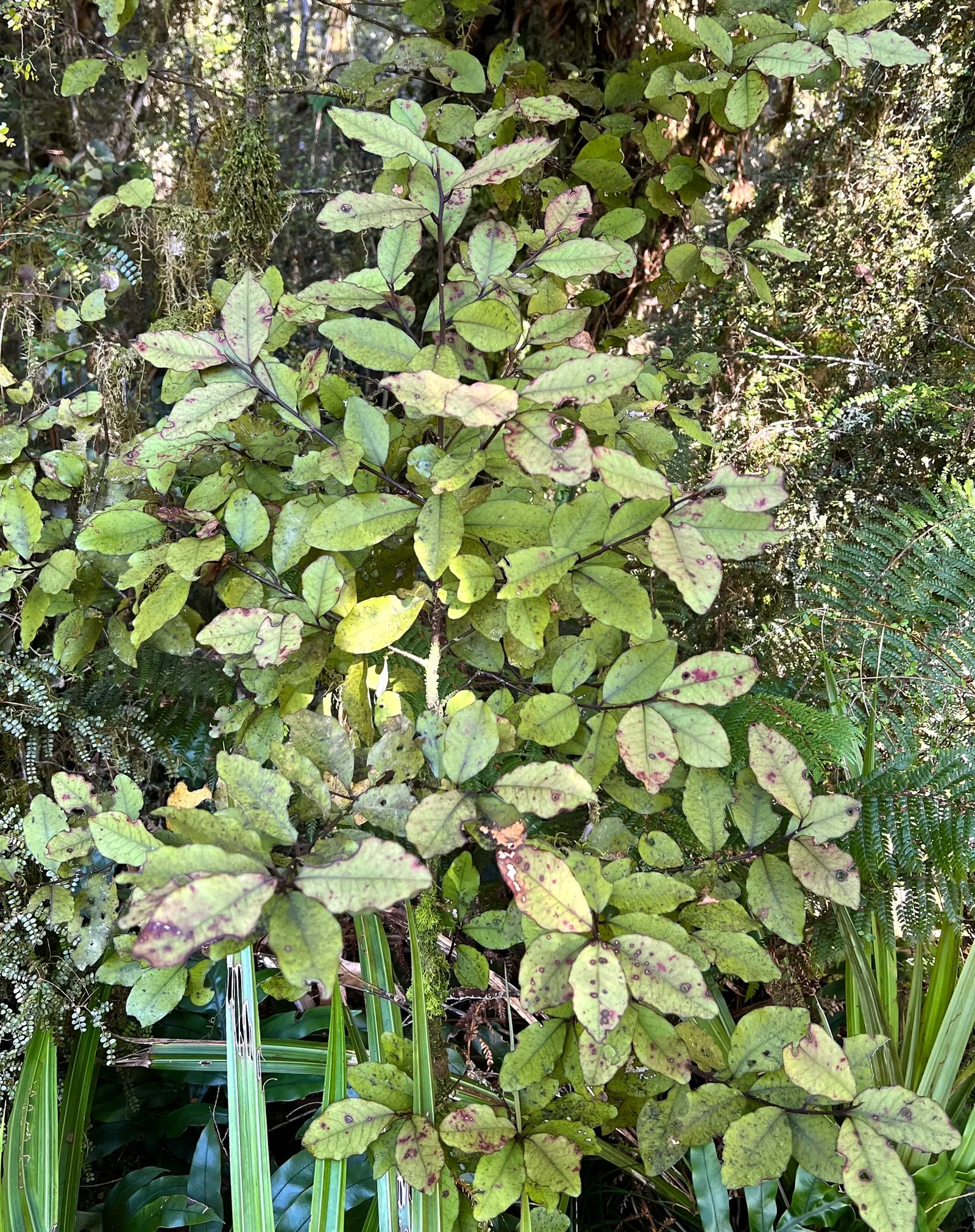 Mountain Pepper (Drimys Lanceolata) — with a glossy green upper surface and a contrasting paler underside