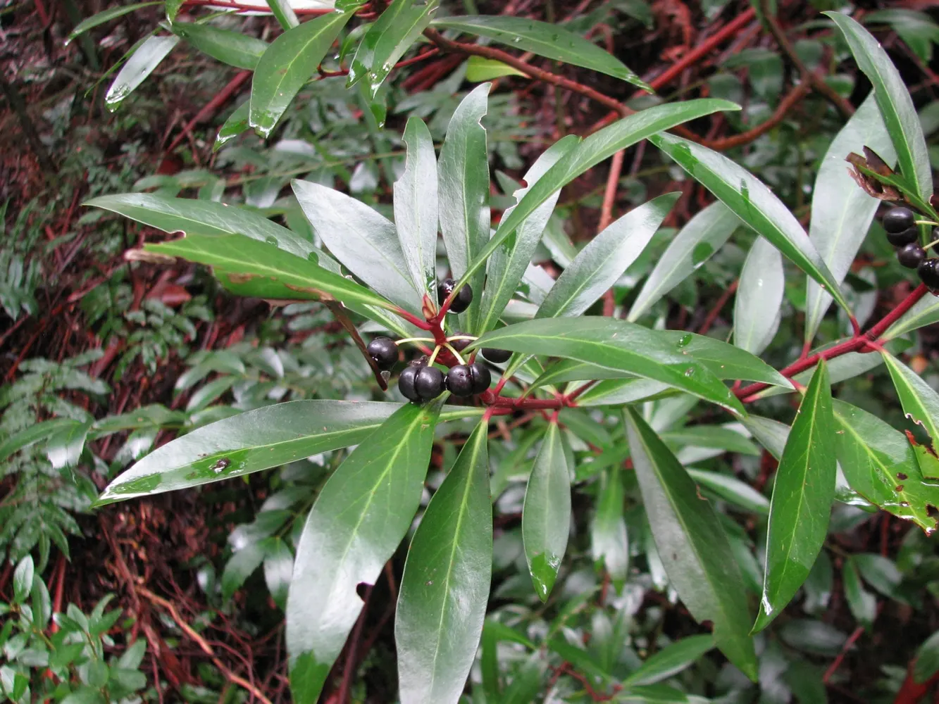 Mountain Pepper (Drimys Lanceolata) — star-like white flowers that bloom in spring; despite its common name, it is fairly frost-resistant, tolerating