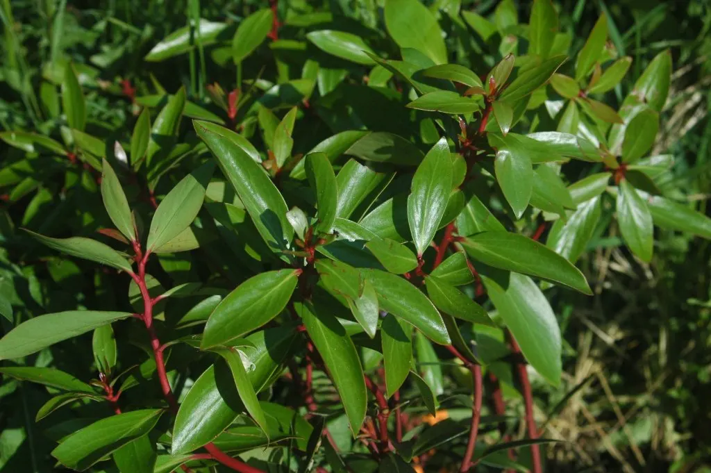 Mountain Pepper (Drimys Lanceolata) — In addition to landscape appeal