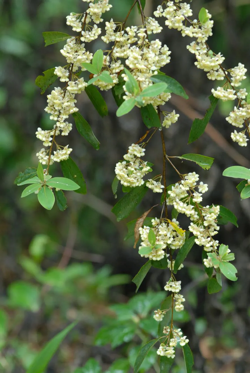 Mountain Pepper (Drimys Lanceolata) — is a versatile and hardy evergreen shrub renowned for its ornamental and culinary attributes