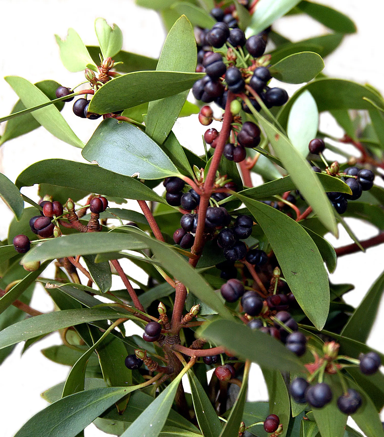 Mountain Pepper (Drimys Lanceolata) — Despite its common name, it is fairly frost-resistant, tolerating temperatures down to around -4&deg;F; with a spread of
