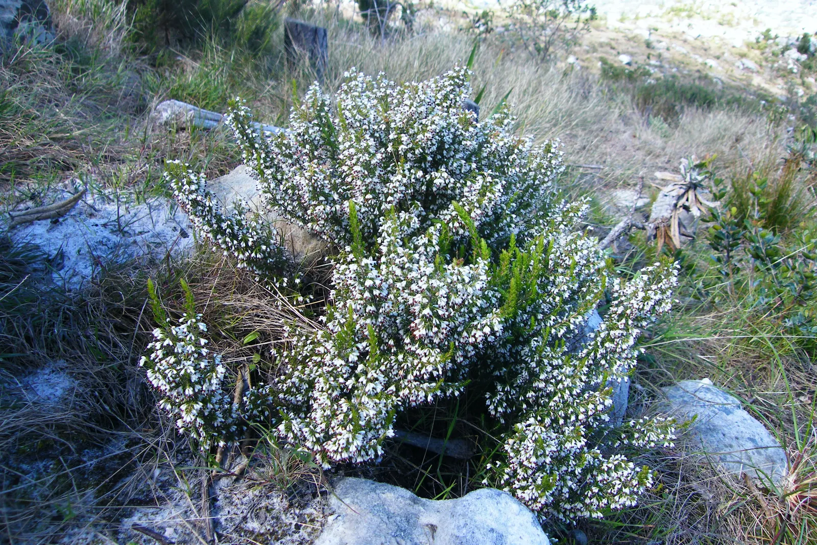 Mountain Pepper (Drimys Lanceolata) — Regular watering is vital during dry spells