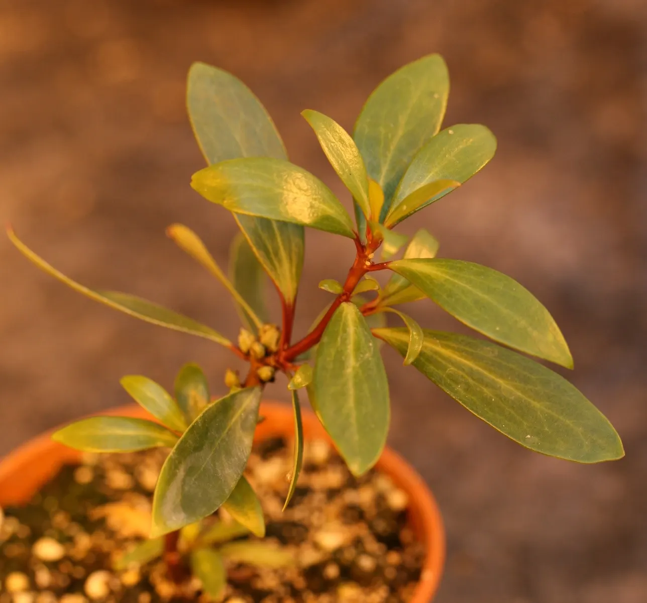 Mountain Pepper (Drimys Lanceolata) — slightly acidic soil and can thrive in full sun to partial shade