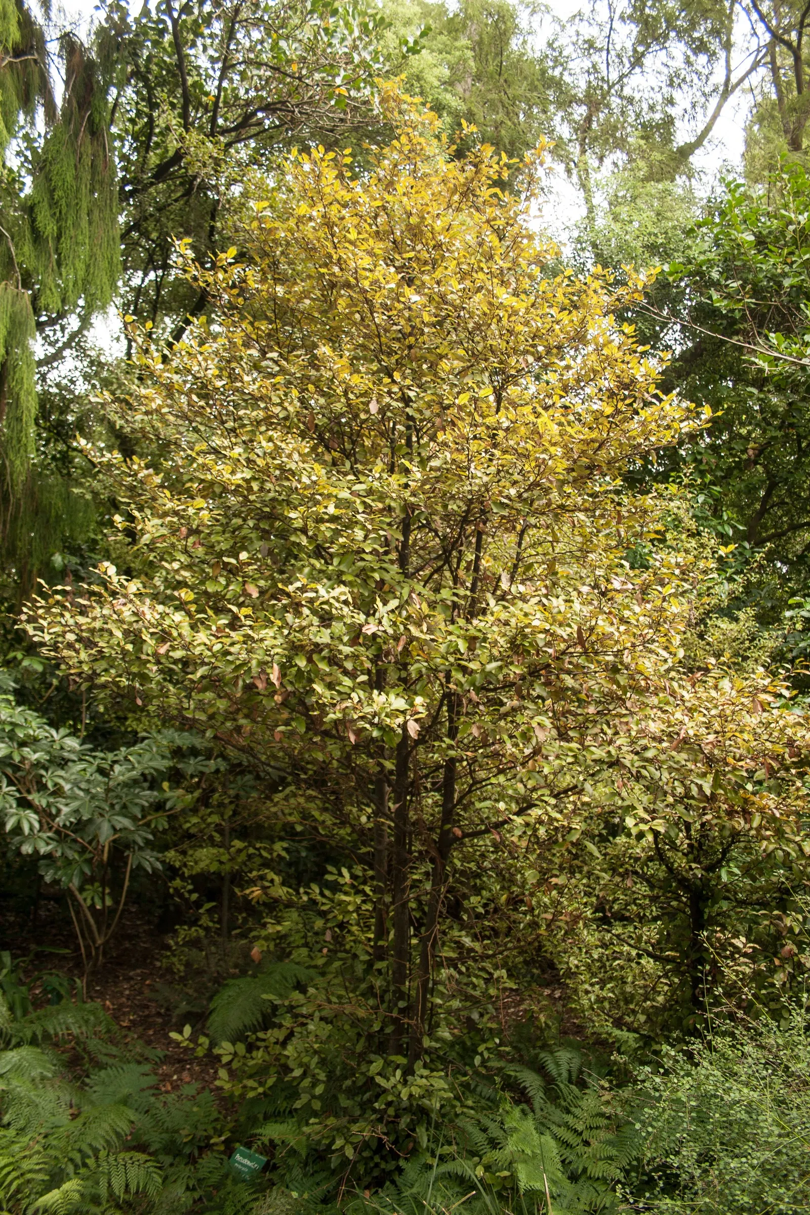 Mountain Pepper (Drimys Lanceolata) — Hardy in zones 7-10, it's ideal for adding structure and year-round interest to shaded garden areas; with a spread of 4