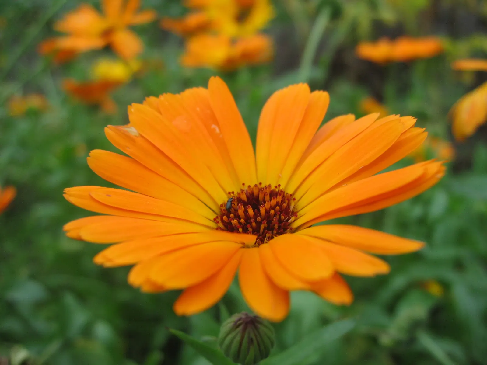 African Daisy (Dimorphotheca Aurantiaca) — commonly known as African Daisy