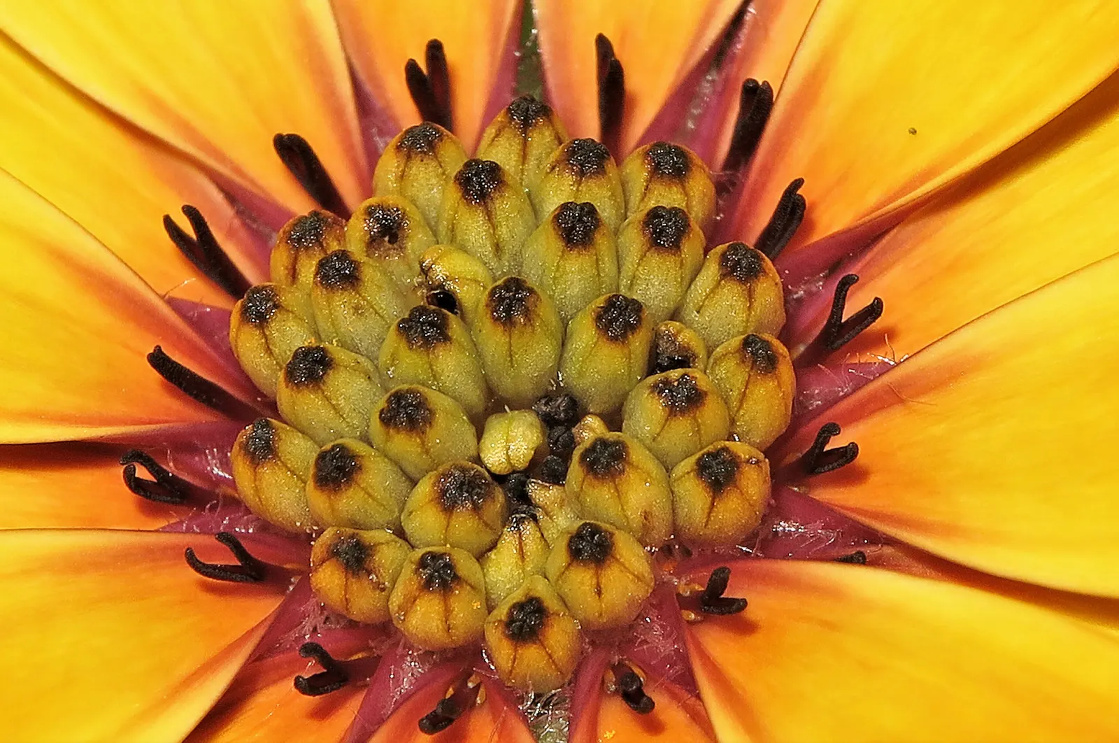 African Daisy (Dimorphotheca Aurantiaca) — is a vibrant perennial that flourishes in full sun