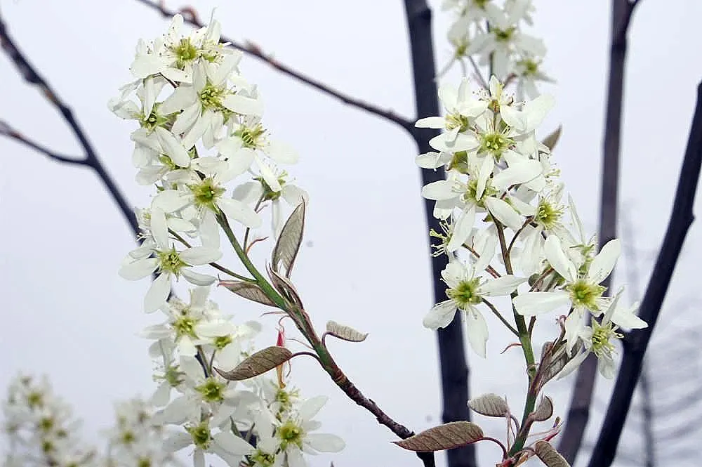 Autumn Brilliance Serviceberry (Amelanchier 'Autumn Brilliance') — is a standout deciduous shrub or small tree in the landscape