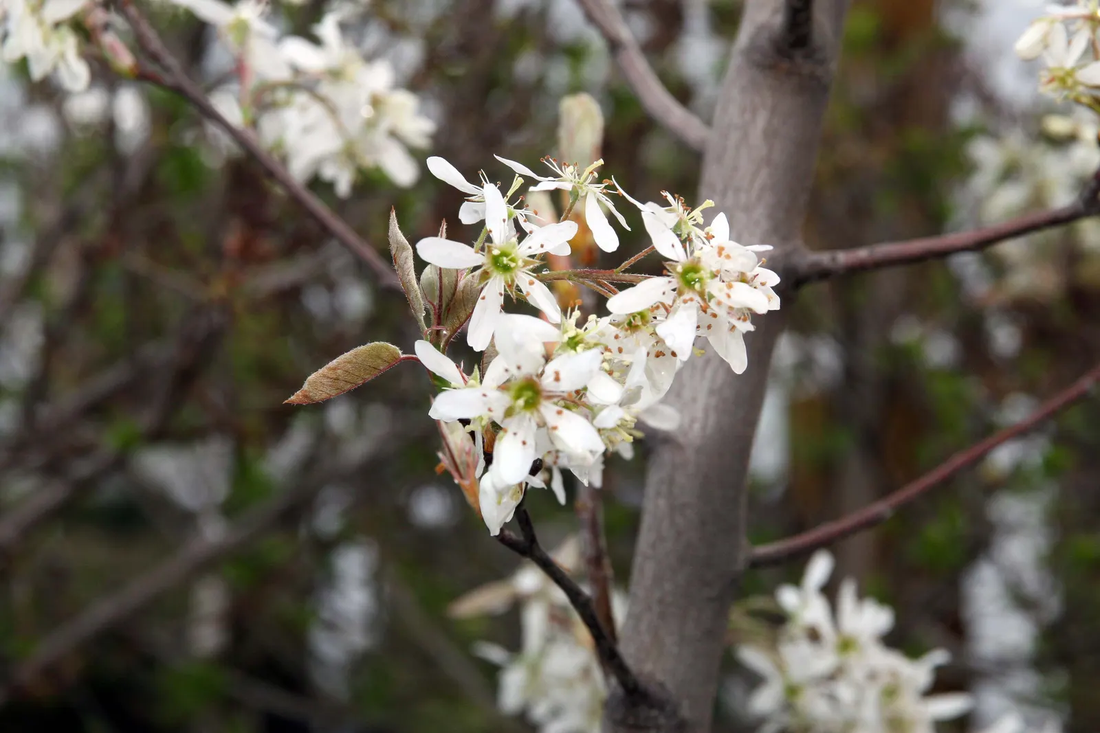 Autumn Brilliance Serviceberry (Amelanchier 'Autumn Brilliance') — scientifically named Amelanchier x grandiflora 'Autumn Brilliance'