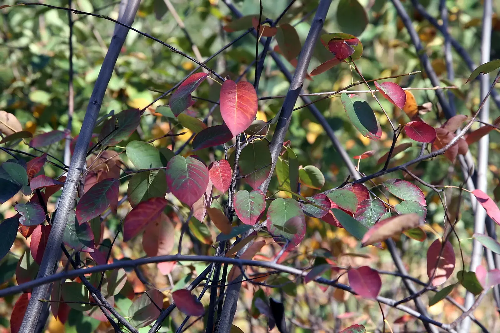 Autumn Brilliance Serviceberry (Amelanchier 'Autumn Brilliance') — reaching 15-25 ft in height with a 15-20 ft spread