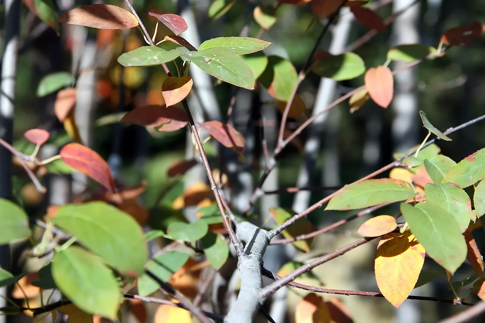 Autumn Brilliance Serviceberry (Amelanchier 'Autumn Brilliance') — the Autumn Brilliance Serviceberry produces clusters of delicate white blossoms