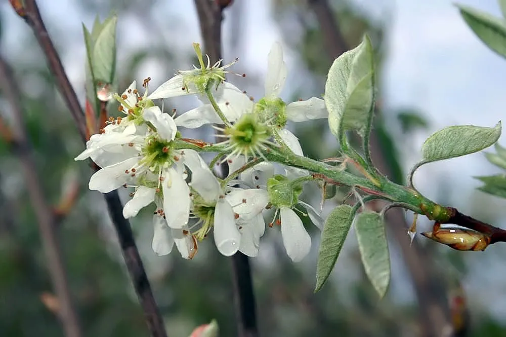 Autumn Brilliance Serviceberry (Amelanchier 'Autumn Brilliance') — combining both ornamental features and utilitarian advantage