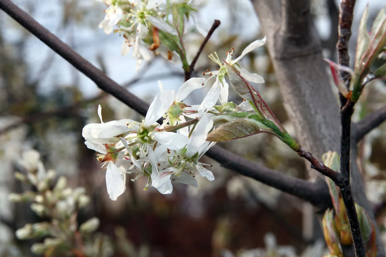 Autumn Brilliance Serviceberry (Amelanchier 'Autumn Brilliance') — This low-maintenance plant thrives in USDA zones 4-9, prefers full sun to partial shade, and