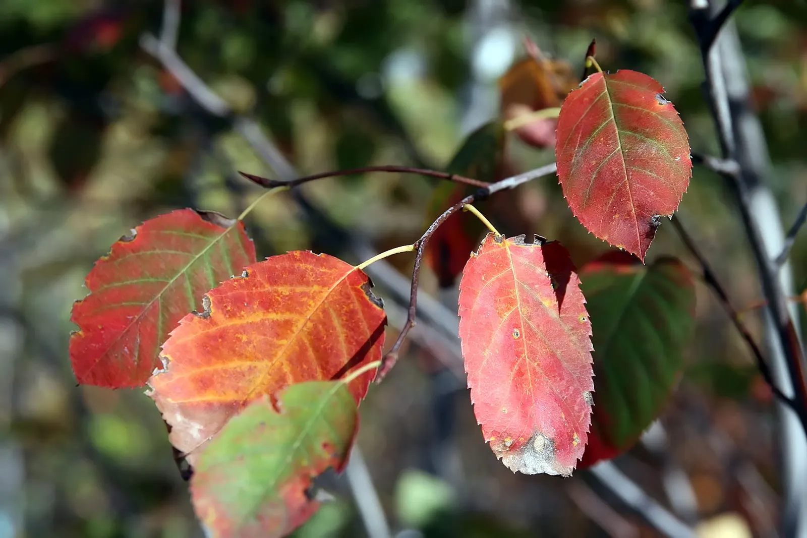 Autumn Brilliance Serviceberry (Amelanchier 'Autumn Brilliance') — It typically achieves a mature height of 15 to 25 feet with a similar spread of 15 to 25 feet