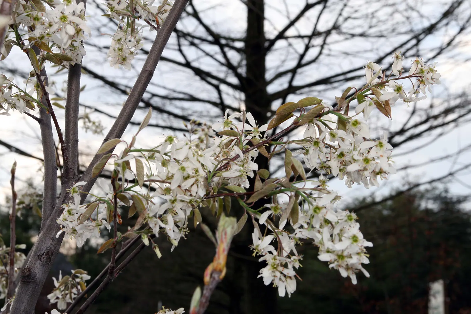 Autumn Brilliance Serviceberry (Amelanchier 'Autumn Brilliance') — open canopy with a roughly rounded shape