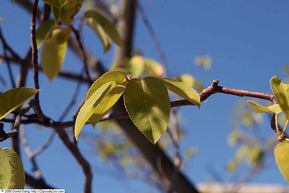 Autumn Brilliance Serviceberry (Amelanchier 'Autumn Brilliance') — dark purple in early summer