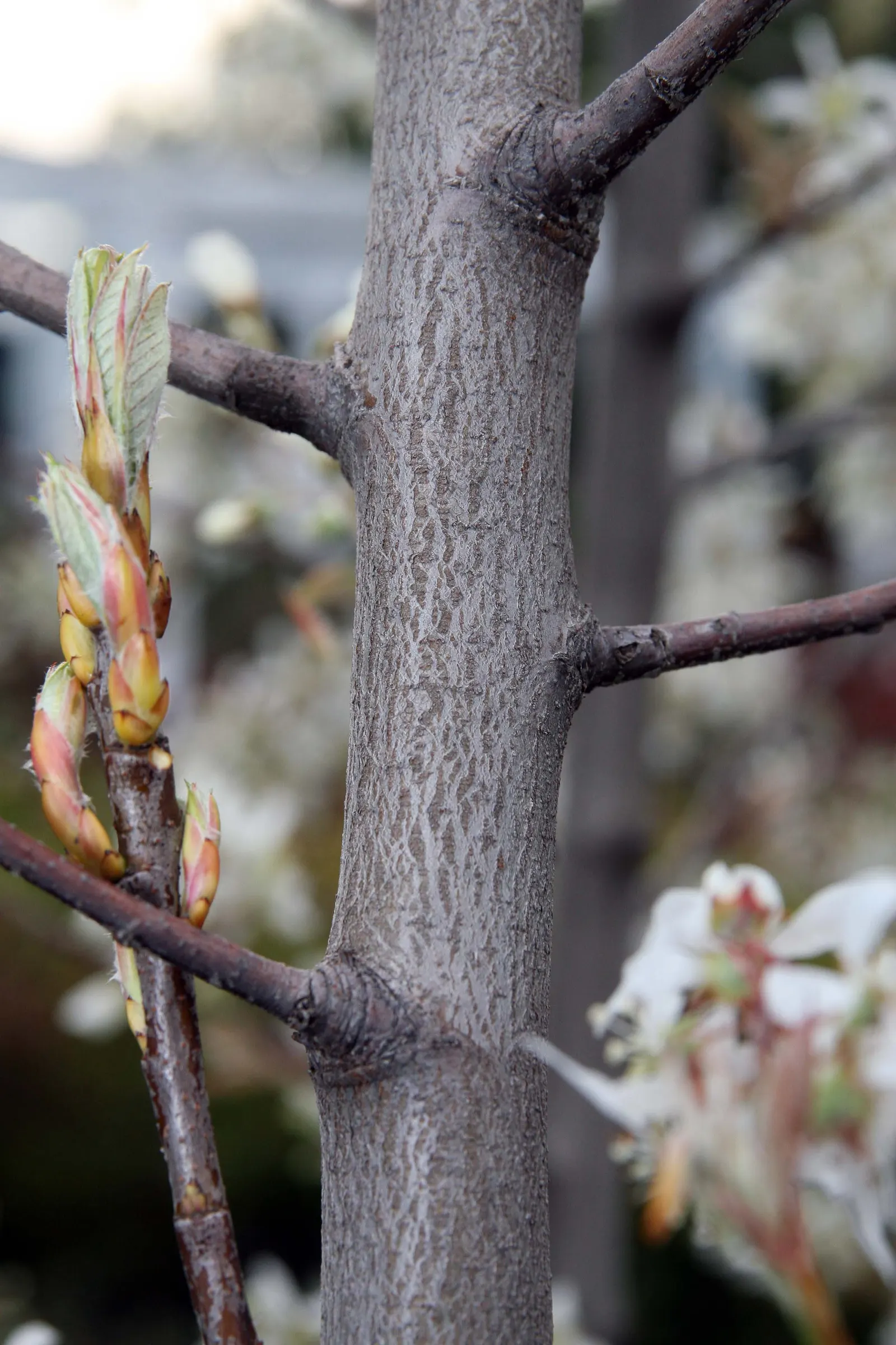Autumn Brilliance Serviceberry (Amelanchier 'Autumn Brilliance') — each approximately 3/4 to 1 inch in diameter