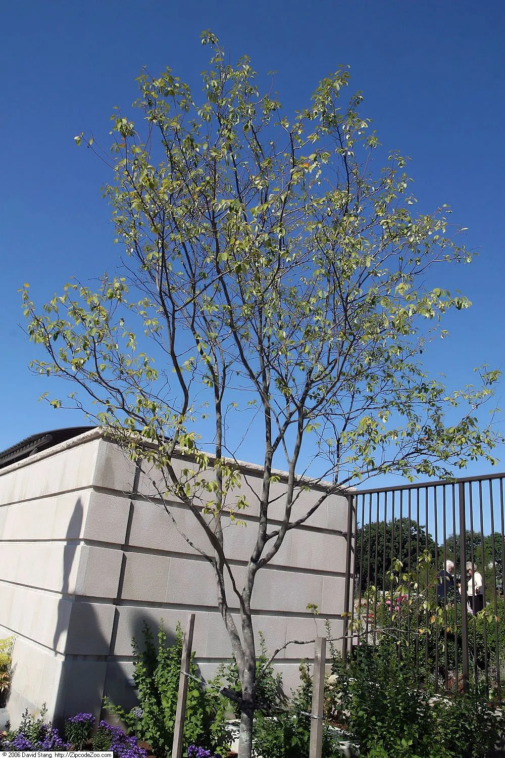 Autumn Brilliance Serviceberry (Amelanchier 'Autumn Brilliance') — edible berries that ripen to a rich
