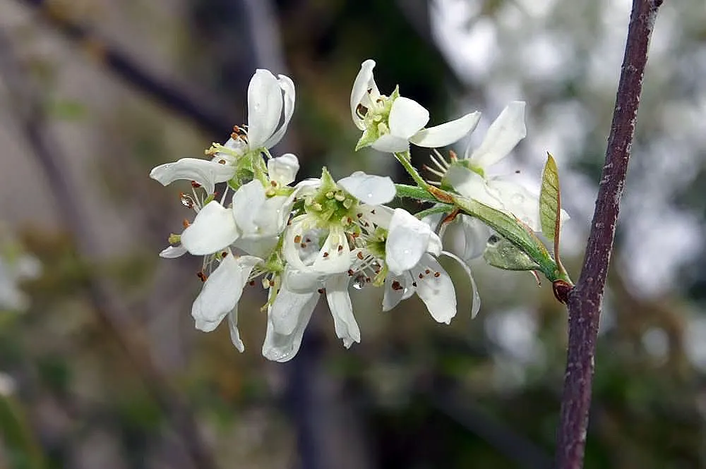 Autumn Brilliance Serviceberry (Amelanchier 'Autumn Brilliance') — It features fragrant white spring blossoms, edible June berries, and fiery red-orange fall