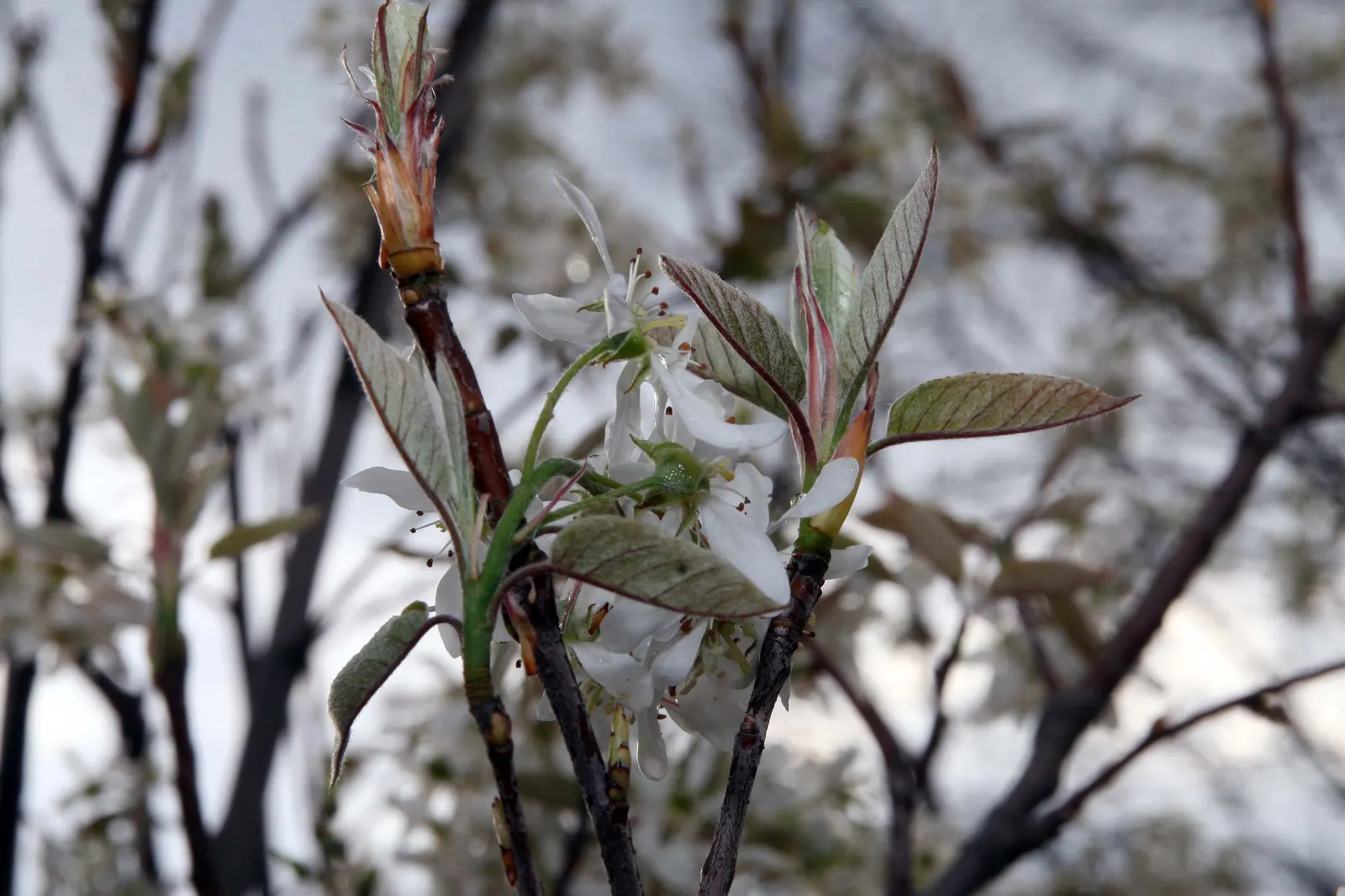 Autumn Brilliance Serviceberry (Amelanchier 'Autumn Brilliance') — which undergo a remarkable transformation in the fall