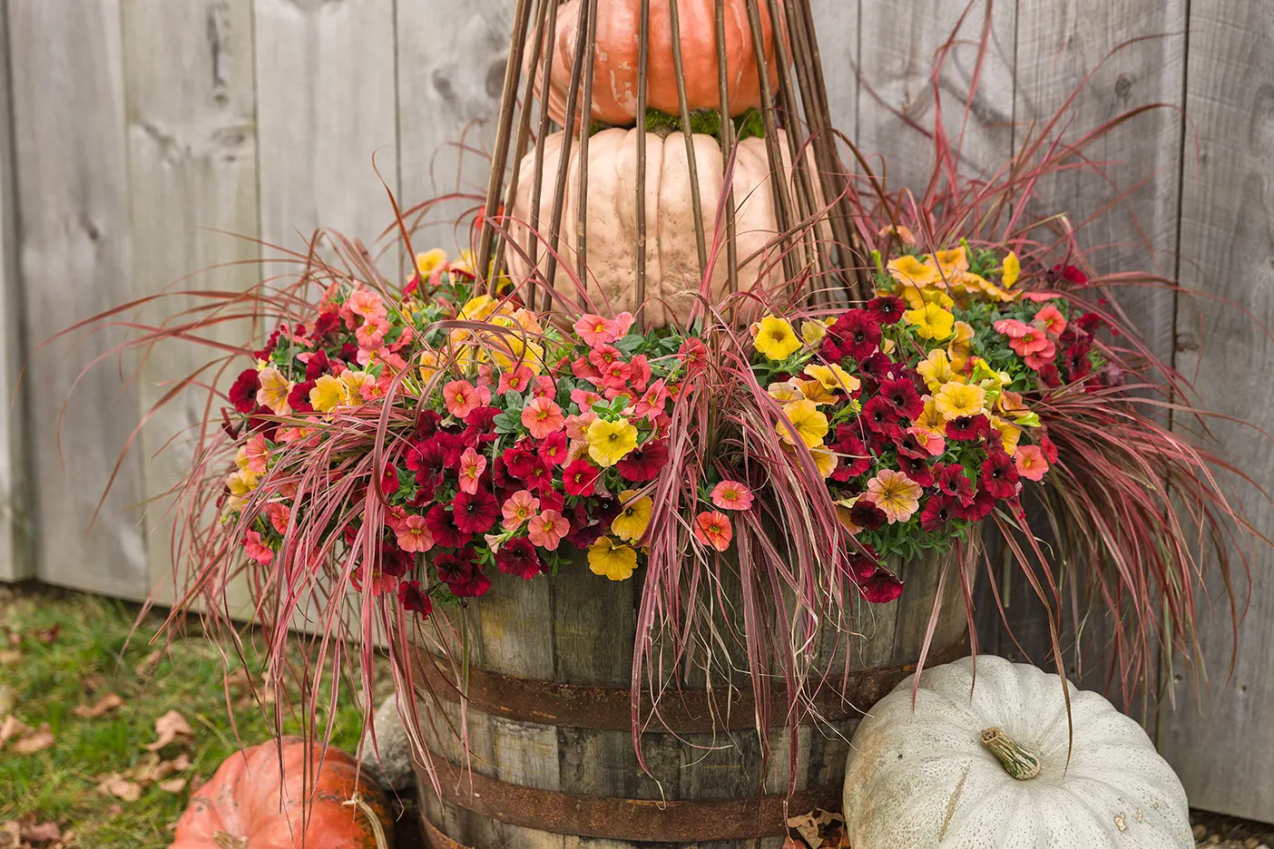 Pomegranate Punch™ Calibrachoa — Set against fresh green foliage