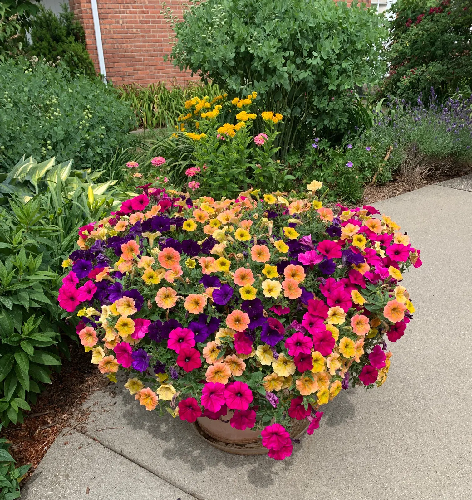 Royal Magenta® II Petunia — Its medium to large blooms carry a saturated yet soft brilliance—rich enough to command attention
