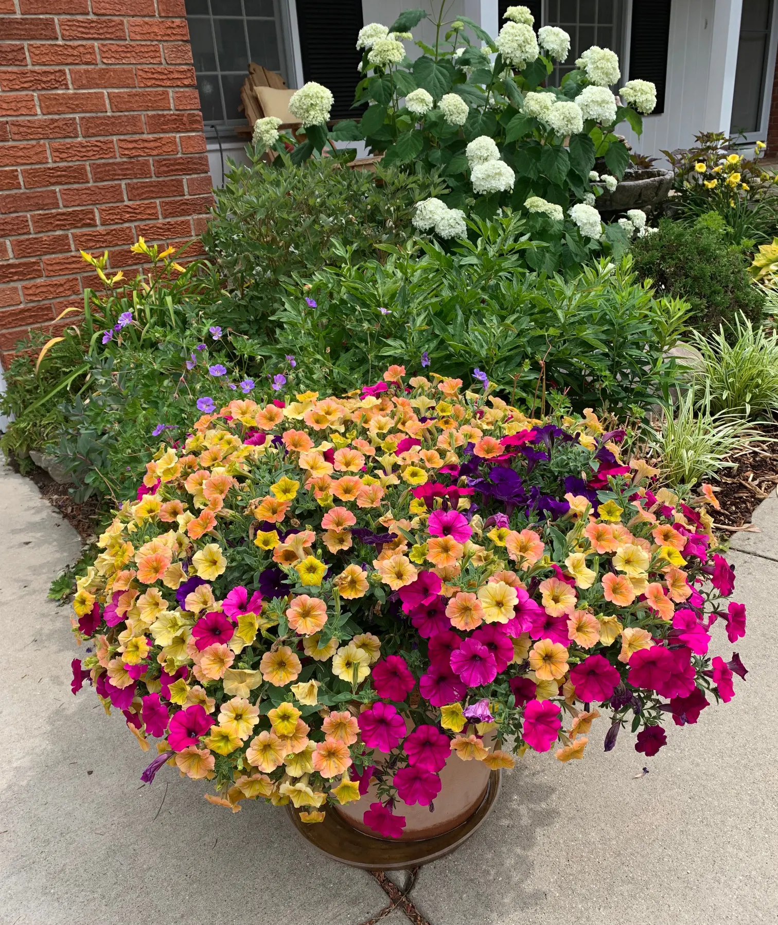 Royal Magenta® II Petunia — is a vigorous annual from the Proven Winners® Supertunia® collection