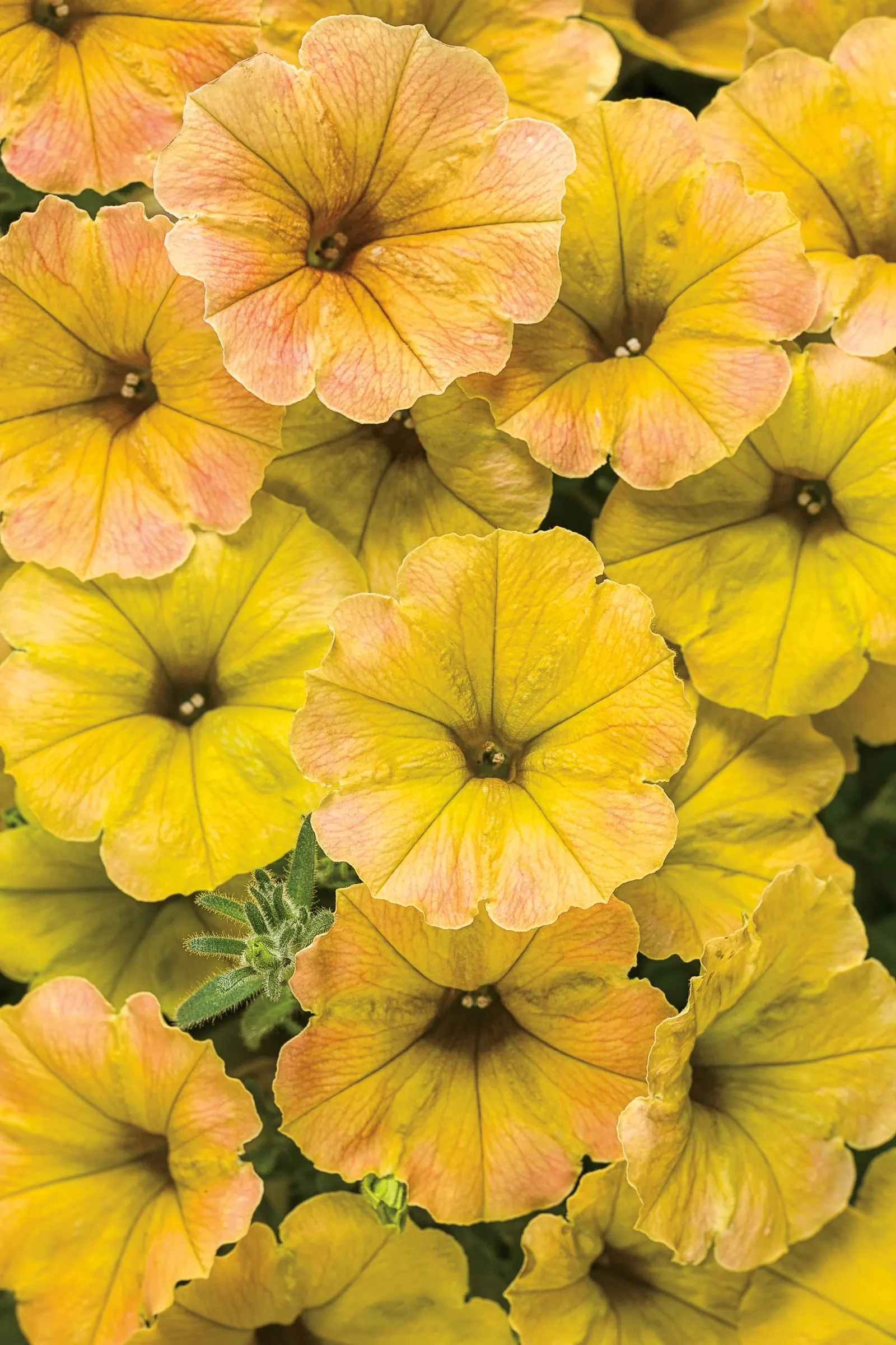 Honey™ Petunia — The effect is lively but not brash, offering a refined alternative to stronger petunia colors; though most designers and homeowners will use
