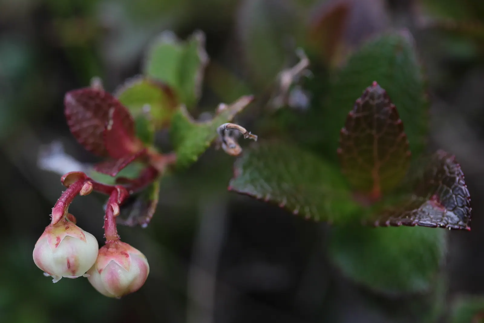 Prickly Mucronata (Gaultheria Mucronata) — Gaultheria mucronata prefers acidic; white or pinkish flowers that emerge in late spring or early summer