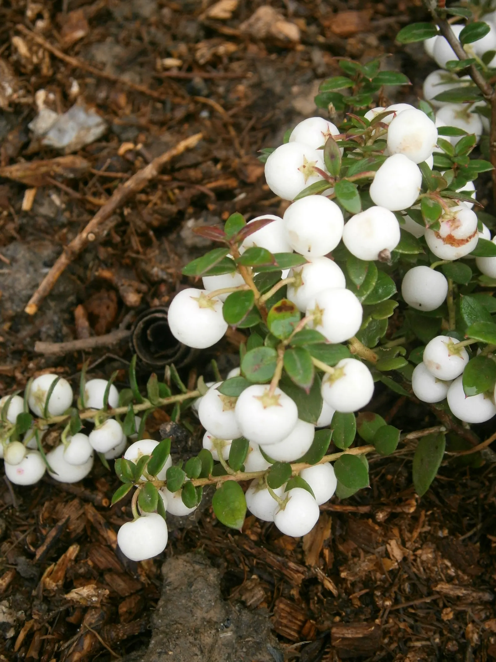 Prickly Mucronata (Gaultheria Mucronata) — Gaultheria mucronata, commonly known as Prickly Heath, is an evergreen shrub boasting small, spiny leaves