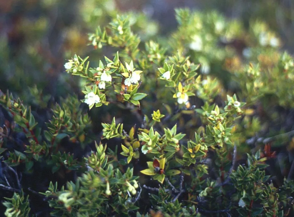 Prickly Mucronata (Gaultheria Mucronata) — it is native to South America and thrives in USDA Hardiness Zones 7 through 9; perfect for adding year-round