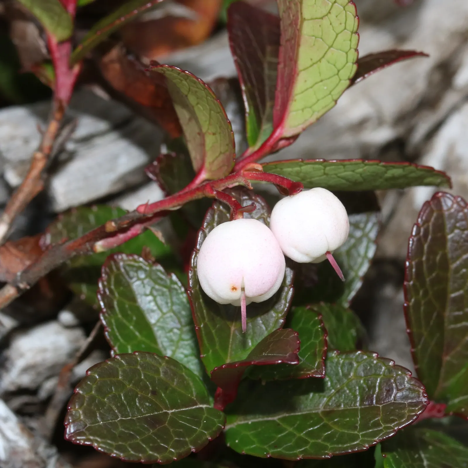 Prickly Mucronata (Gaultheria Mucronata) — Ideal for acidic soil, it thrives in USDA zones 7-10, preferring partial shade