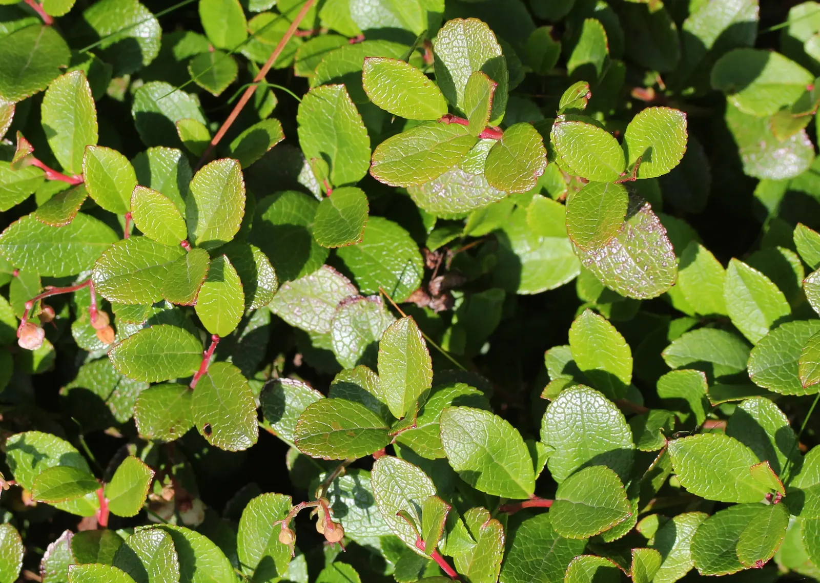 Prickly Mucronata (Gaultheria Mucronata) — Gaultheria mucronata, commonly known as Prickly Heath, is an evergreen shrub boasting small, spiny leaves; ideal for